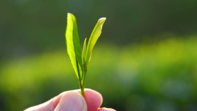 手拿着新鲜的茶芽视频素材