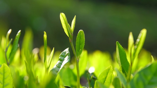 特写绿色的茶叶视频素材