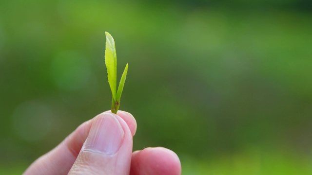 手拿着新鲜的茶芽视频素材