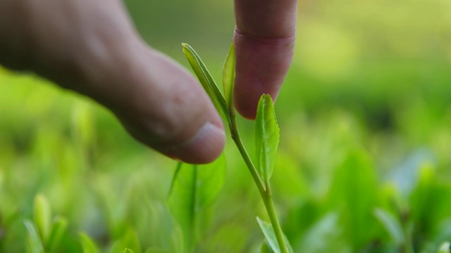 手采摘新鲜的茶芽视频购买