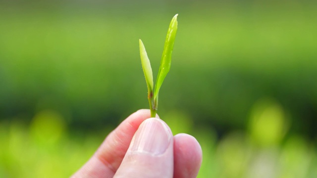 手拿着新鲜的茶芽视频素材