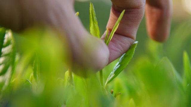 手采摘新鲜的茶芽视频素材