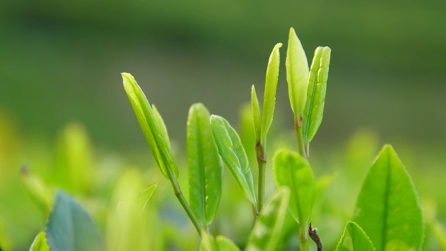 特写绿色的茶叶视频素材