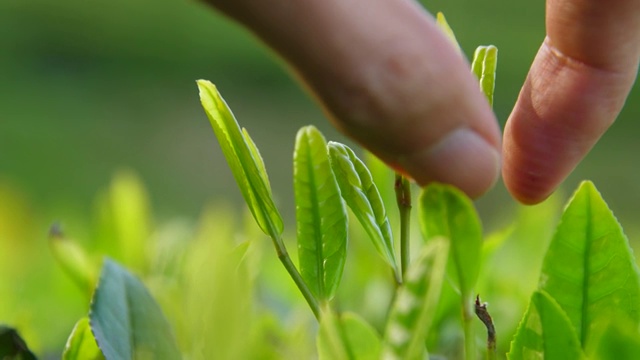 手采摘新鲜的茶芽视频素材