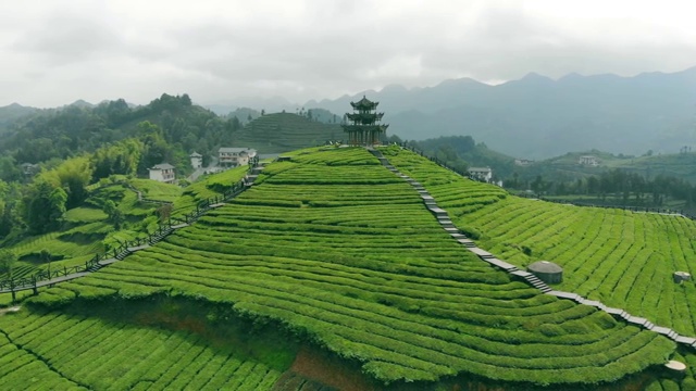 古典的亭子在茶园中视频素材