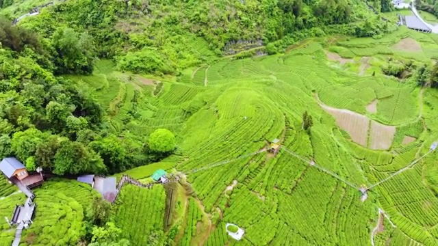 航拍茶园风光视频素材