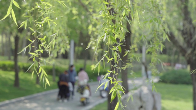 春天的柳树视频素材画面1