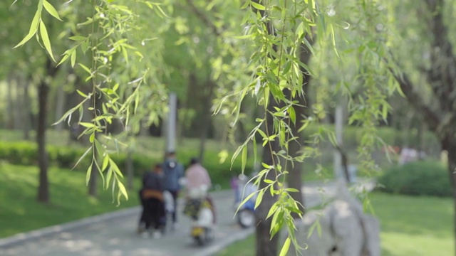 春天的柳树视频素材画面2