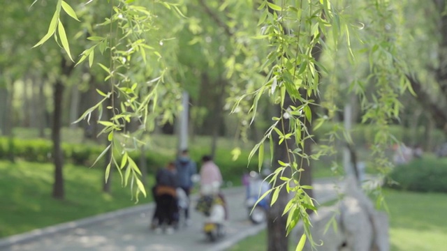 春天的柳树视频素材画面3