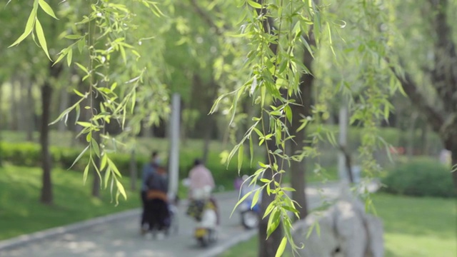 春天的柳树视频素材画面4