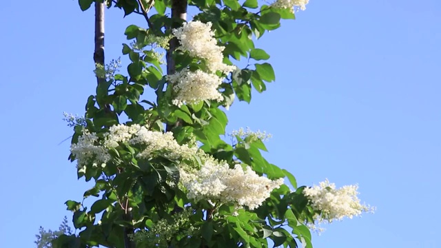 暴马丁香树五月花香视频素材