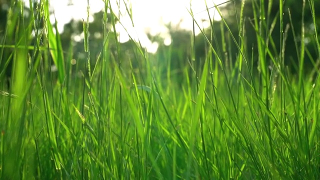 穿梭在夏日午后的草丛中视频下载