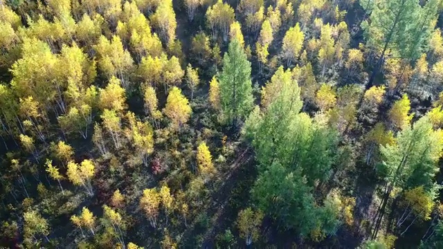 航拍大兴安岭秋季白桦林与绿色松林视频素材