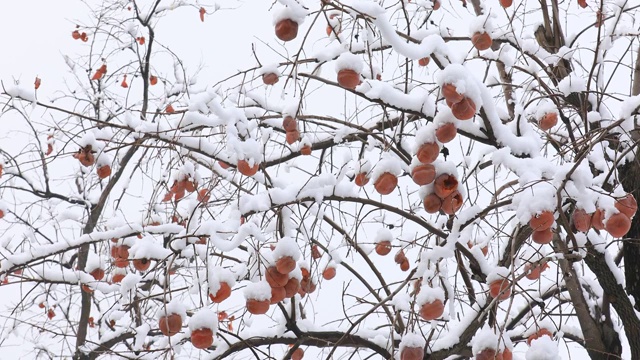 雪中柿子树4K视频拍摄视频素材