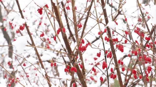 雪后红豆4K视频拍摄视频素材