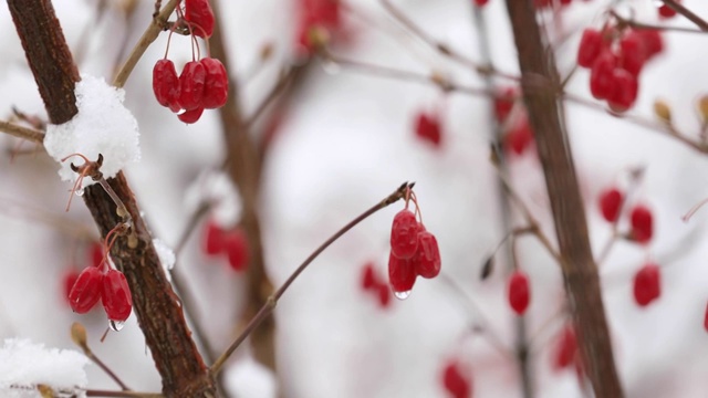 雪后红豆4K视频拍摄视频素材