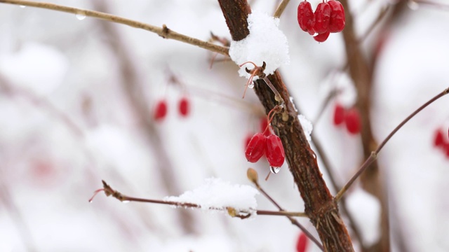 雪后红豆4K视频拍摄视频素材