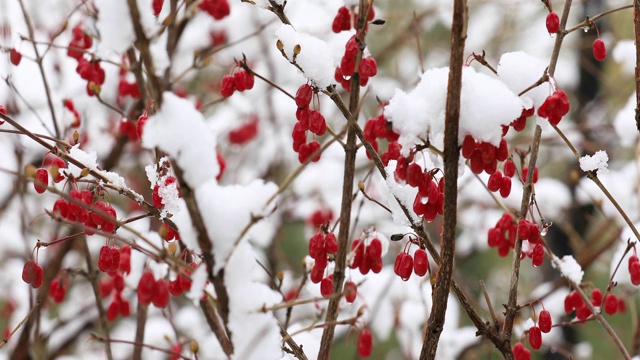 雪后红豆4K视频拍摄视频素材