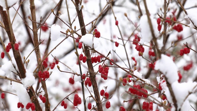 雪后红豆4K视频拍摄视频素材