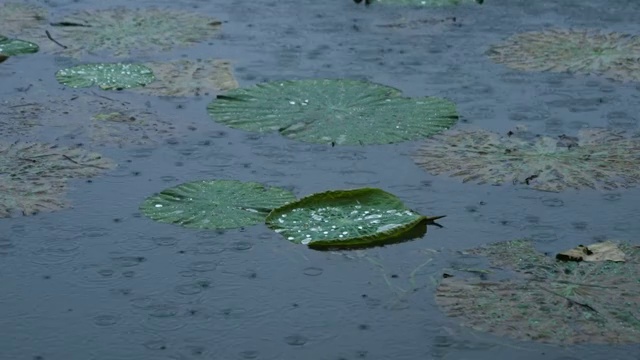 水面上的荷叶视频素材