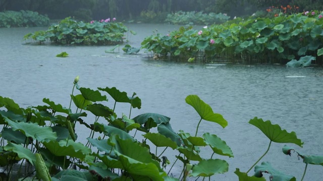 荷花池视频素材