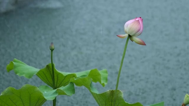 雨里的荷花视频素材