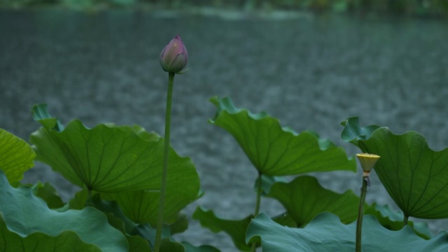 雨里的荷花视频素材