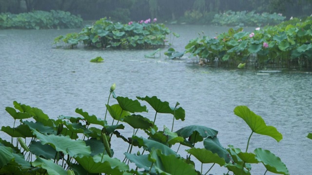 雨里的西湖荷花视频素材