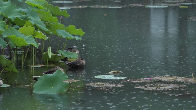 荷叶下避雨的野鸭视频素材