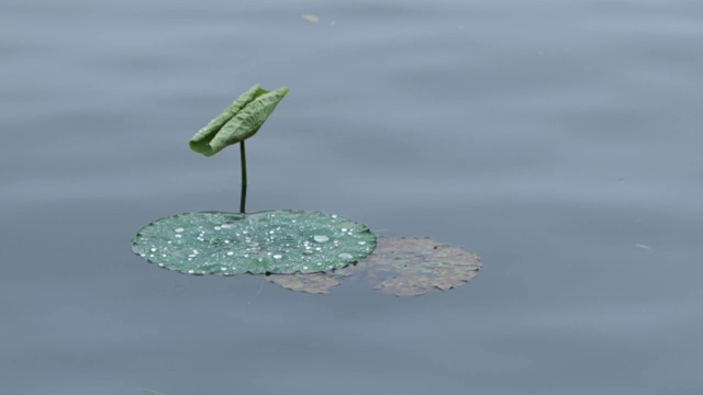 雨后荷花视频素材