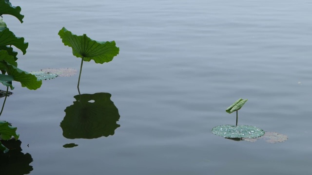 雨后荷花视频素材