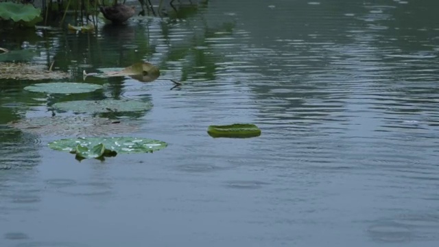 雨里的荷叶视频素材