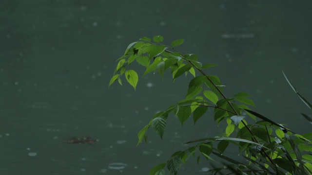 湖边的植物视频素材