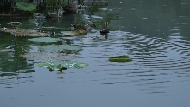 觅食的黑水鸡视频素材