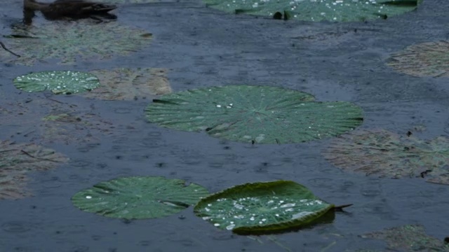 荷花池里的野鸭视频素材