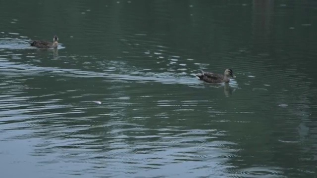 野鸭视频素材