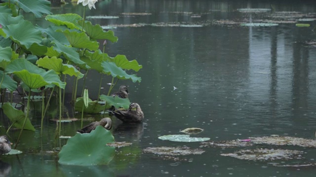 荷花池视频素材