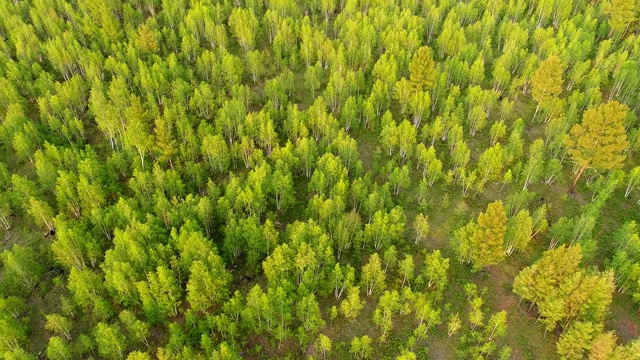 航拍大兴安岭茂密白桦林视频素材