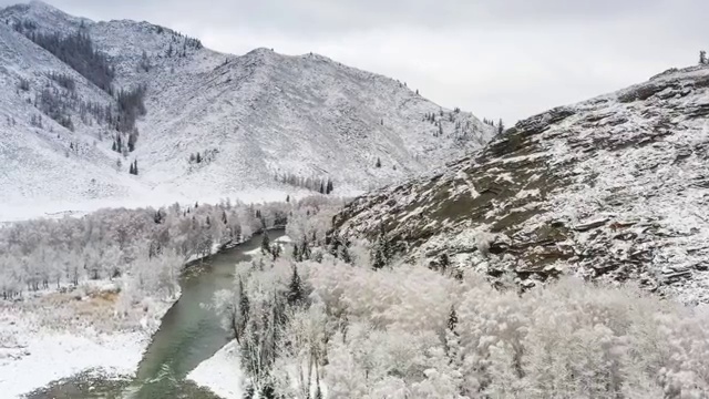 可可托海白桦林冬景视频素材