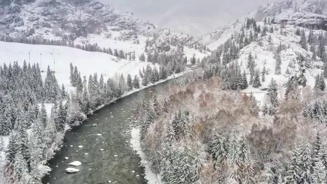 可可托海白桦林冬景视频素材