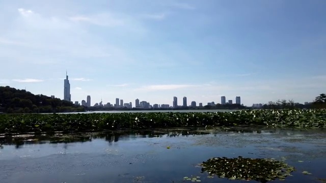 南京玄武湖湖畔拍摄的荷花与远处南京城市天际线背景延时摄影视频素材