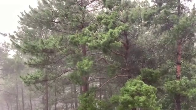 四川大暴雨视频素材