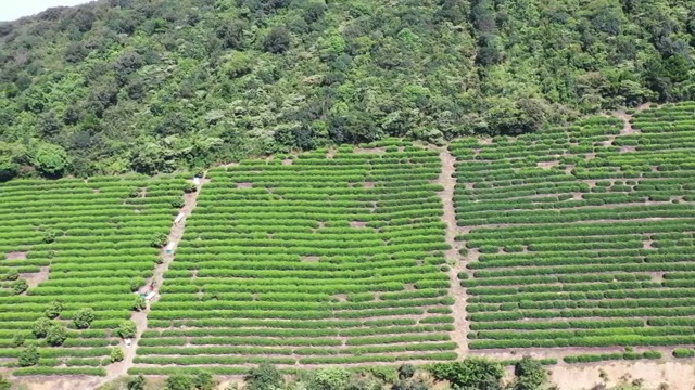 江南的茶园夏季风光视频素材