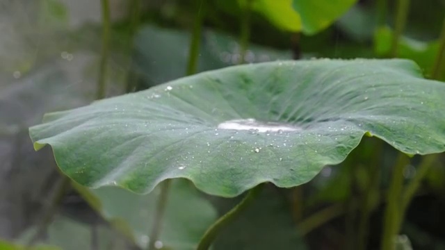 烟雨朦胧天气下的荷花睡莲4K高清视频视频素材