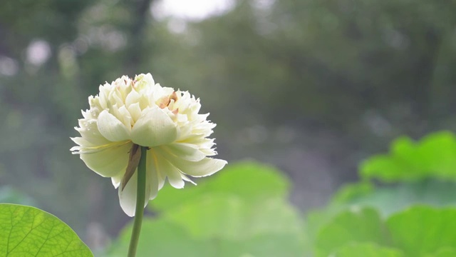 烟雨朦胧天气下的荷花睡莲4K高清视频视频素材