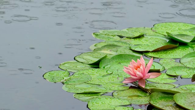 烟雨朦胧天气下的荷花睡莲4K高清视频视频素材