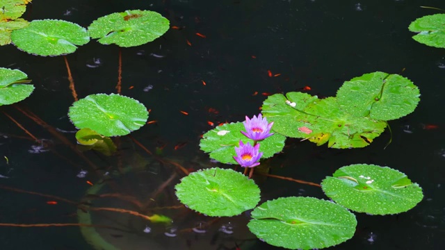 烟雨朦胧天气下的荷花睡莲4K高清视频视频素材