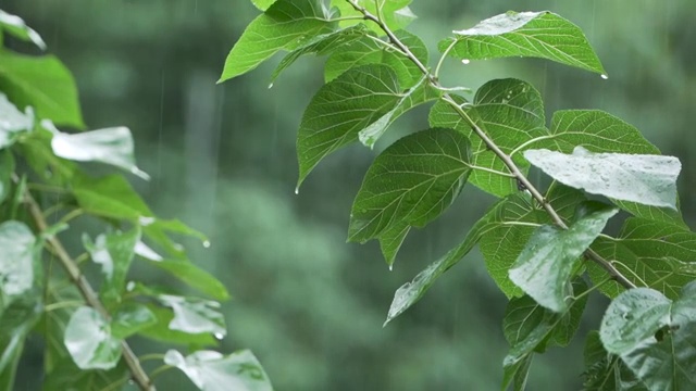 雨天的树木视频素材