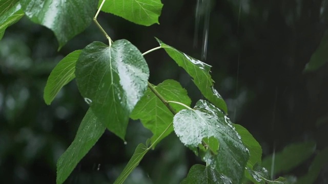 雨天的树木视频素材