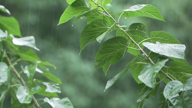 雨天的树木视频素材